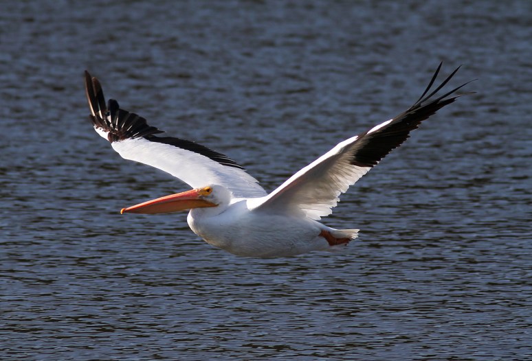 White Pelicans 