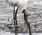 Wood Stork Fishing