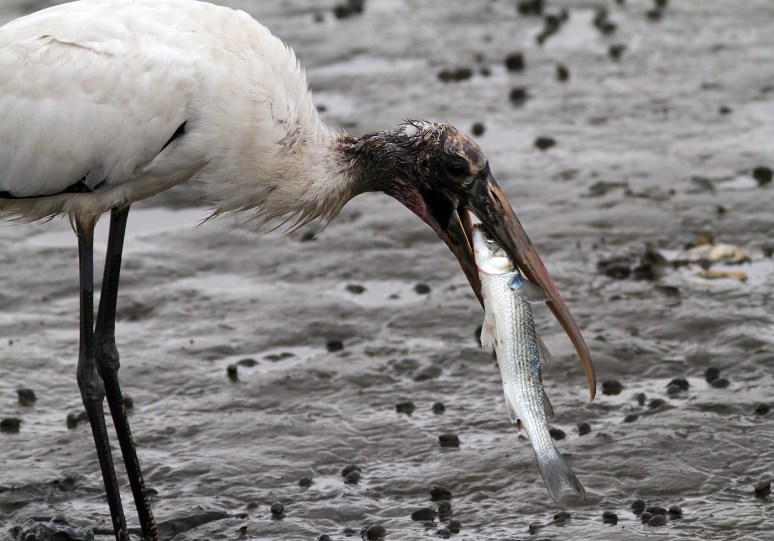 Wood Stork Fishing