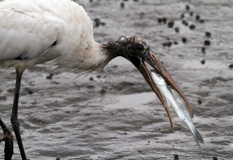 Wood Stork Fishing