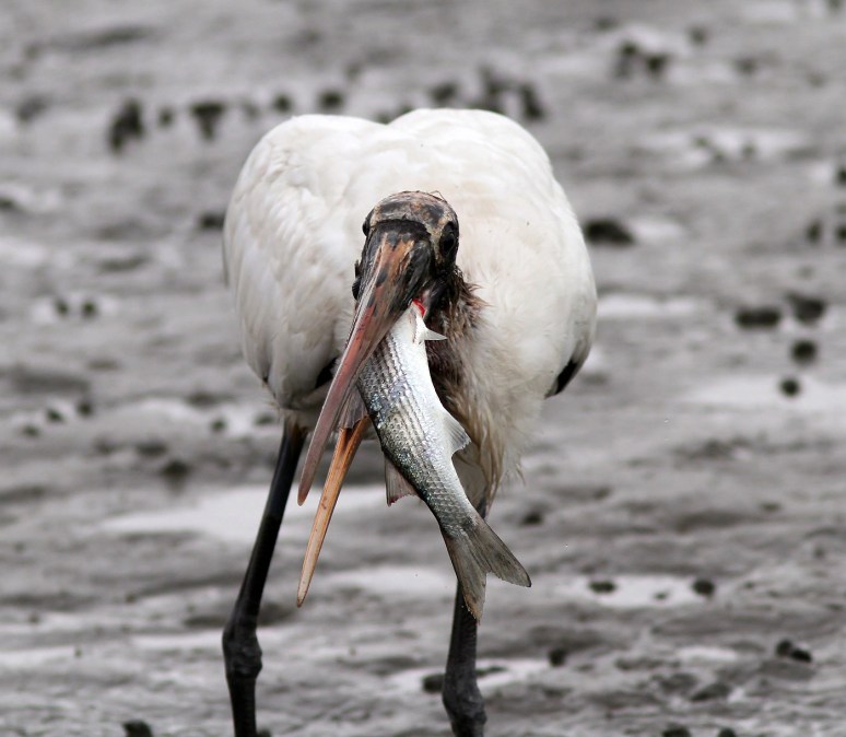 Wood Stork Fishing