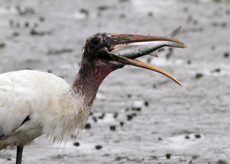 Wood Stork Fishing