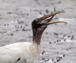 Wood Stork Fishing