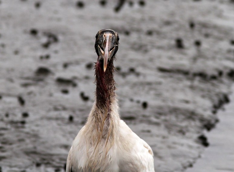 Wood Stork Fishing