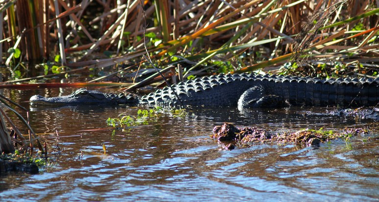 Alligator in the Swamp on a Cold Day 02