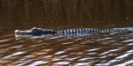 Alligator in the Swamp on a Cold Day&nbsp;03