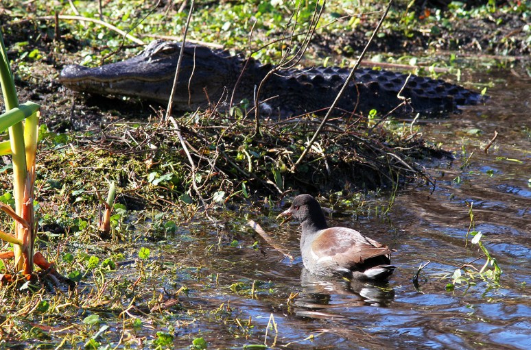 Alligator in the Swamp on a Cold Day 05