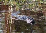 Alligators in the&nbsp;Swamp