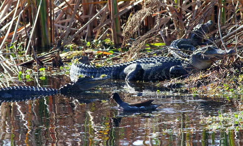 Alligators in the Swamp 