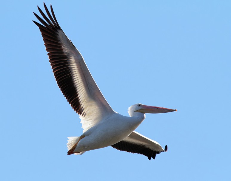 American White Pelican