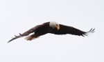 Bald Eagle Flight Over Marsh&nbsp;02