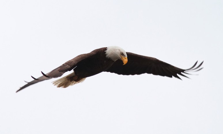 Bald Eagle Flight Over Marsh 02