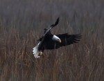 Bald Eagle Flight Over Marsh&nbsp;03