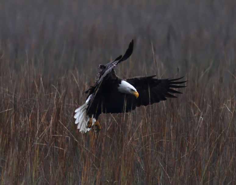 Bald Eagle Flight Over Marsh 03