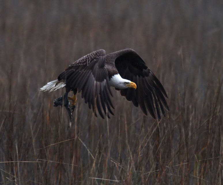 Bald Eagle Flight Over Marsh 04