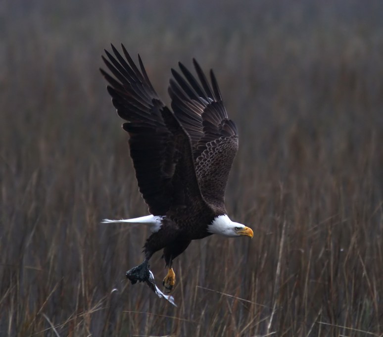Bald Eagle Flight Over Marsh 05