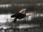 Bald Eagle Flight Over Marsh&nbsp;06