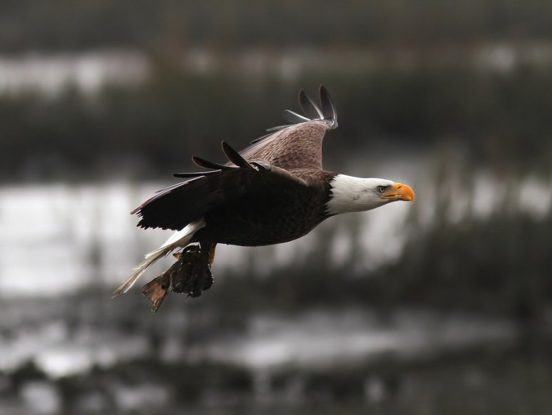 Bald Eagle Flight Over Marsh 06