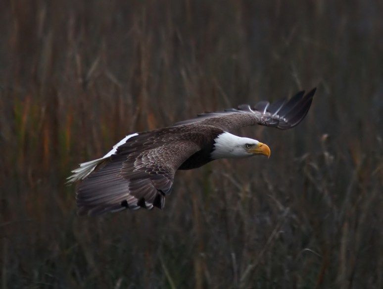 Bald Eagle