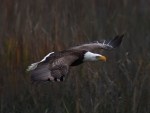 Bald Eagle Flight