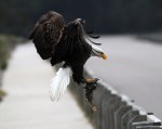 Bald Eagle Leaves The Marsh&nbsp;01