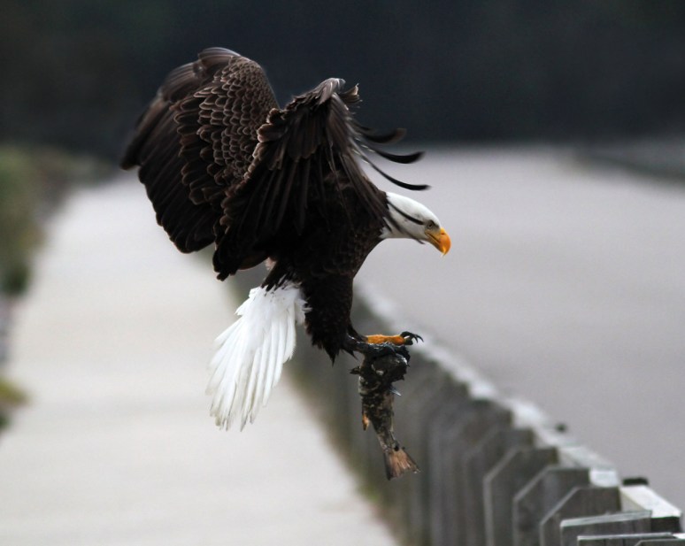 Bald Eagle Leaves The Marsh 01
