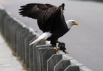 Bald Eagle Leaves The Marsh&nbsp;02