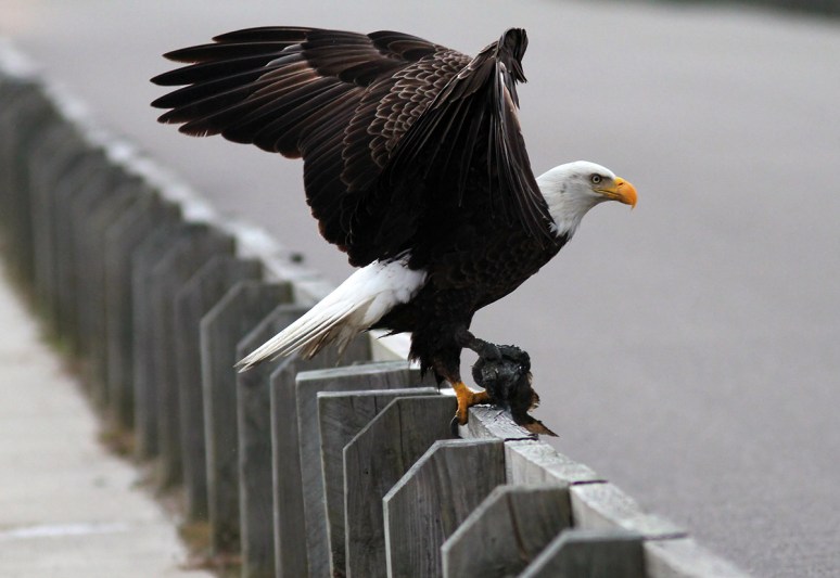 Bald Eagle Leaves The Marsh 02