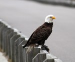 Bald Eagle Leaves The Marsh&nbsp;03
