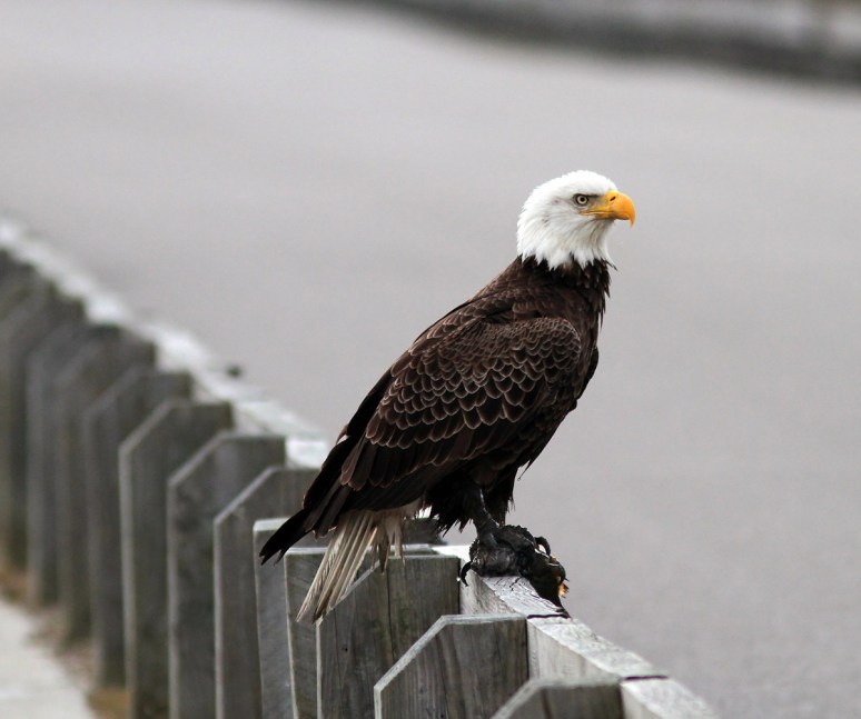 Bald Eagle Leaves The Marsh 03