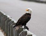 Bald Eagle Leaves The Marsh&nbsp;04