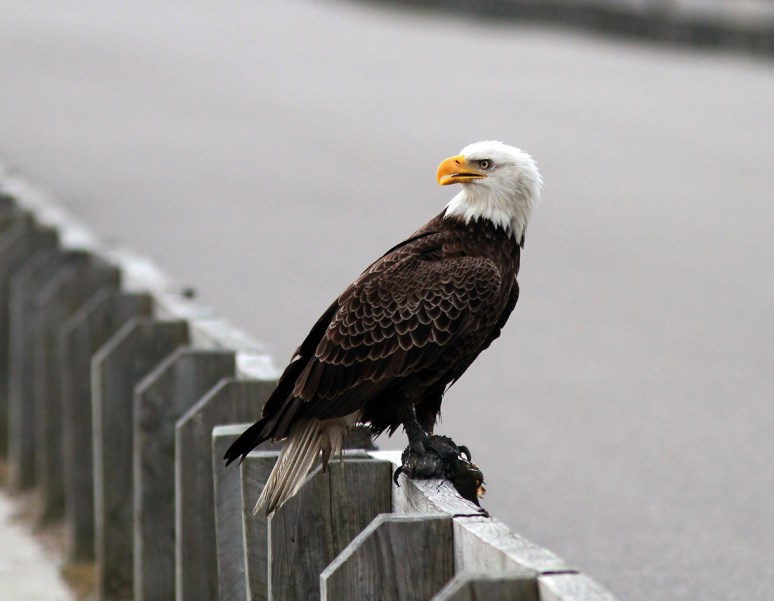 Bald Eagle Leaves The Marsh 04