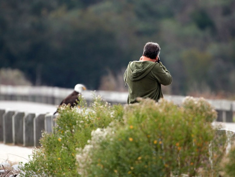 Bald Eagle Leaves The Marsh 05