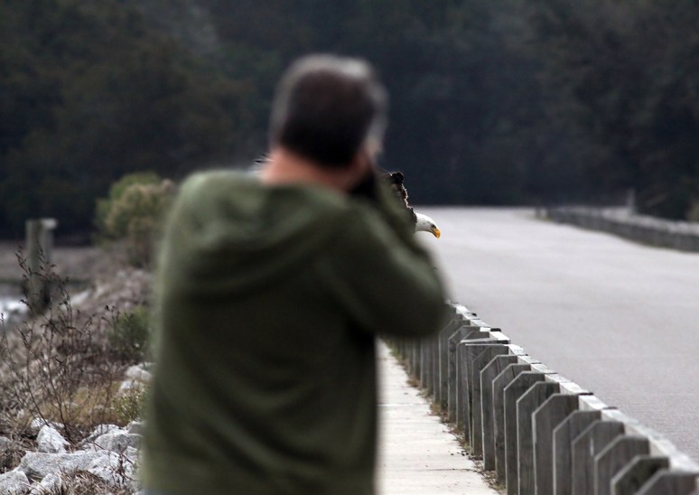 Bald Eagle Leaves The Marsh 06