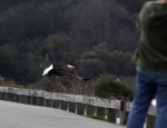 Bald Eagle Leaves The Marsh&nbsp;07