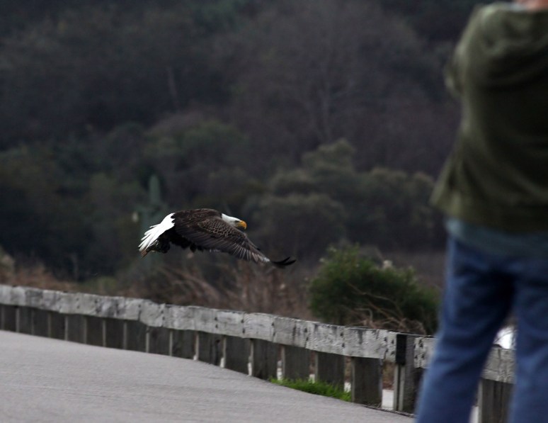 Bald Eagle Leaves The Marsh 07