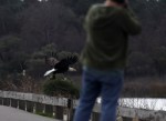 Bald Eagle Leaves The Marsh&nbsp;08