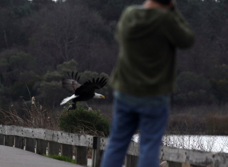 Bald Eagle Leaves The Marsh 08
