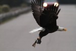 Bald Eagle Leaves The Marsh&nbsp;09
