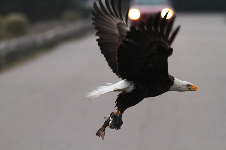 Bald Eagle Leaves The Marsh 09