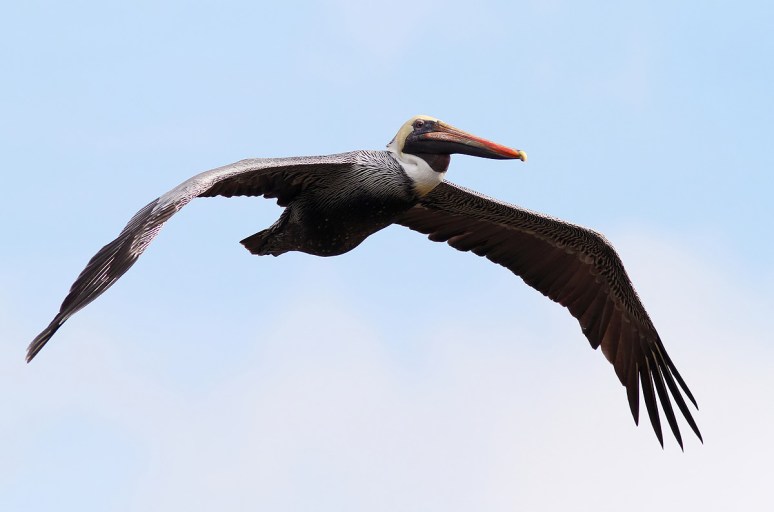 Brown Pelican