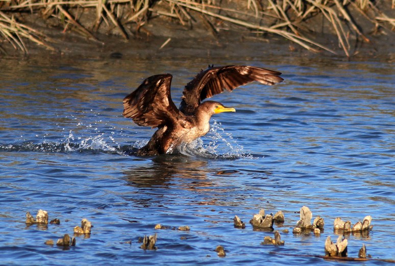 Cormorant Landing 