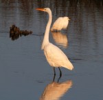 Egret and Snowy
