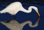 Egret Fishing with Reflection&nbsp;01