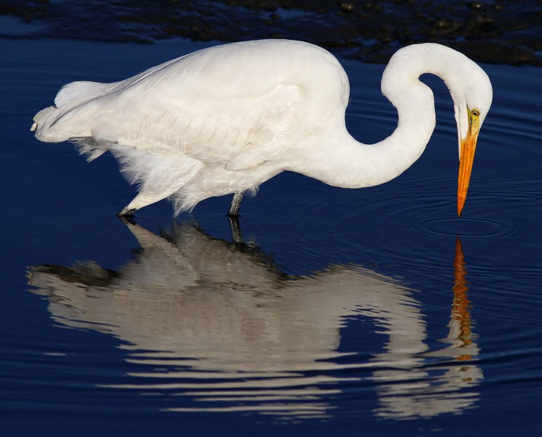 Egret Fishing with Reflection 02