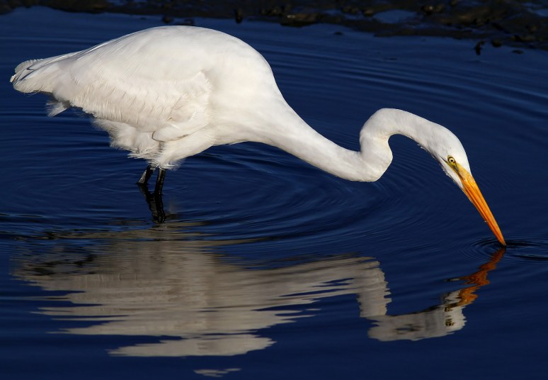 Egret Fishing with Reflection 03