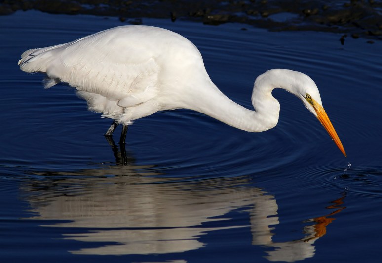 Egret Fishing with Reflection 04