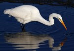 Egret Fishing with Reflection&nbsp;04