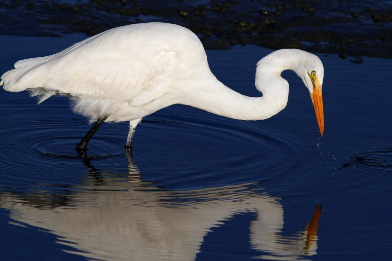 Egret Fishing with Reflection 05
