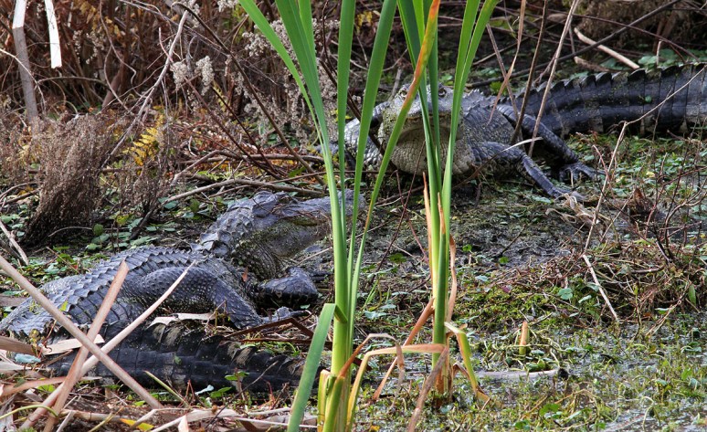 Gators in the Swamp 